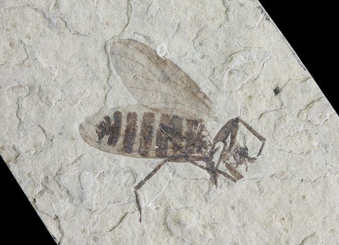 Fossil March Fly (Plecia) - Green River Formation #65158